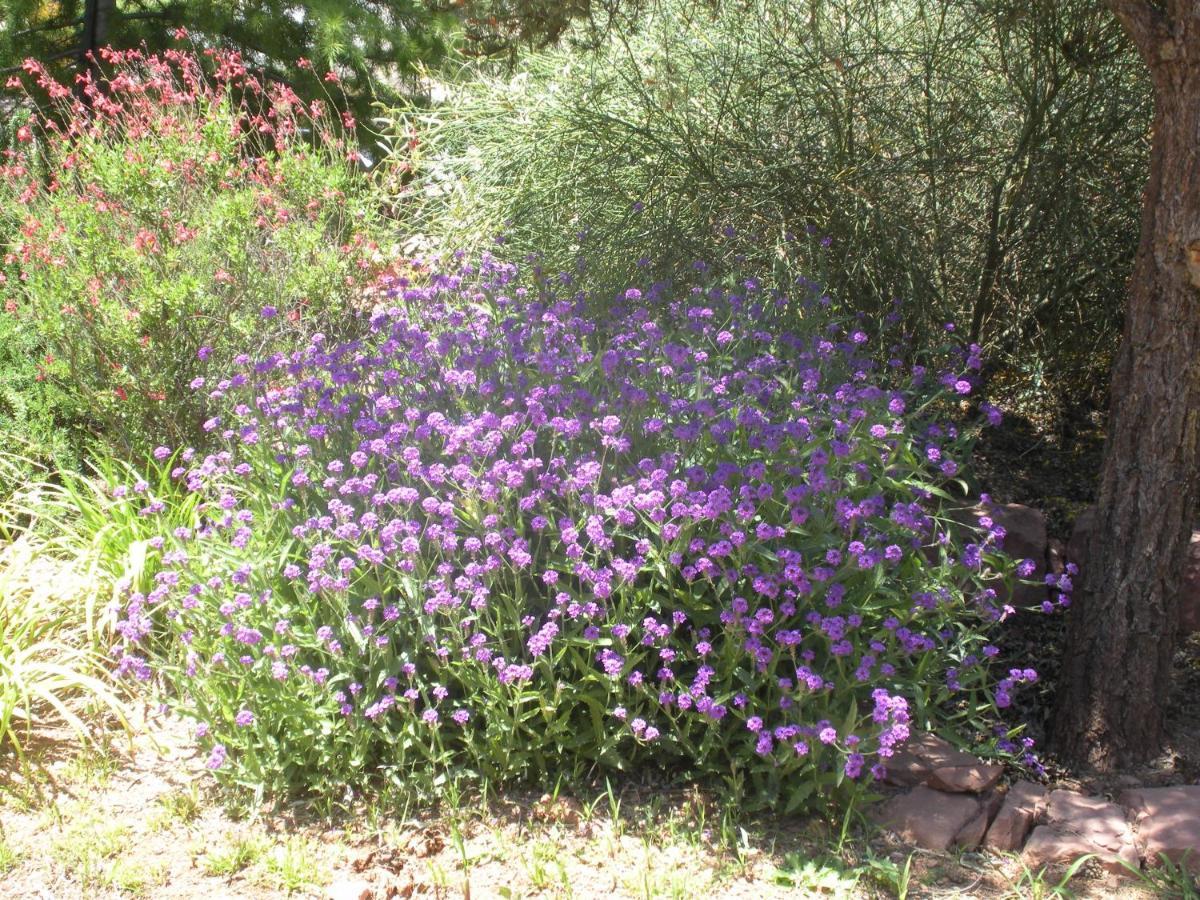 Alma De Sedona Inn B&B Luaran gambar